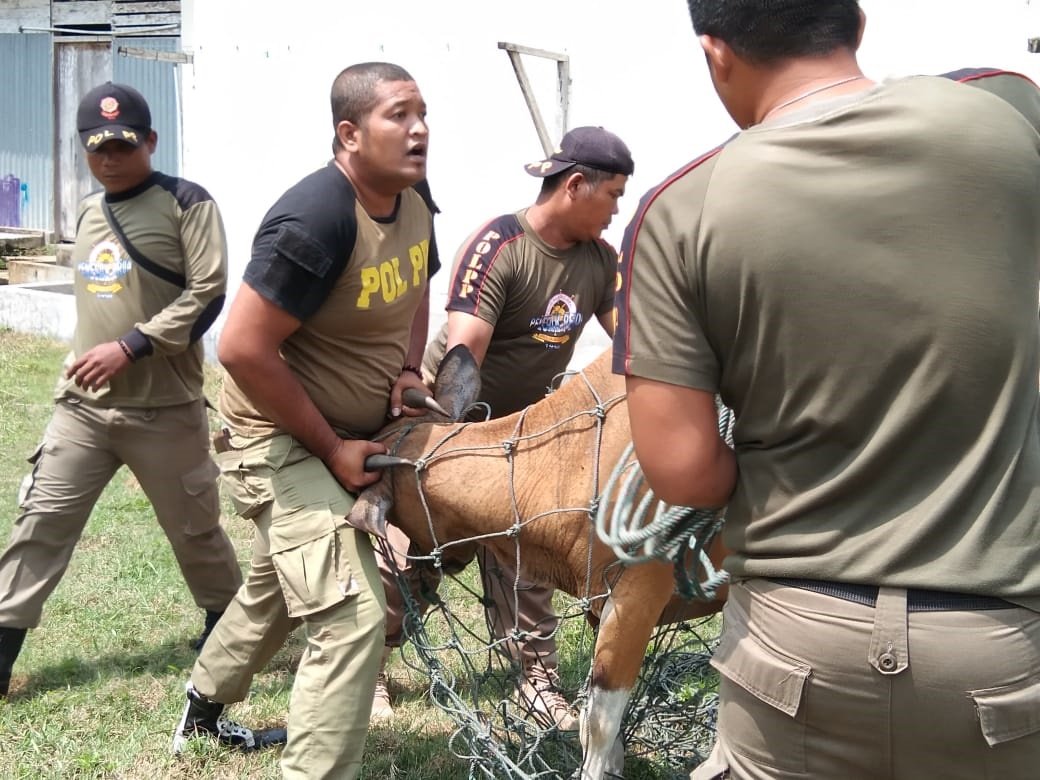 Ternak Kaki Empat Hiasi Jalan Lintas