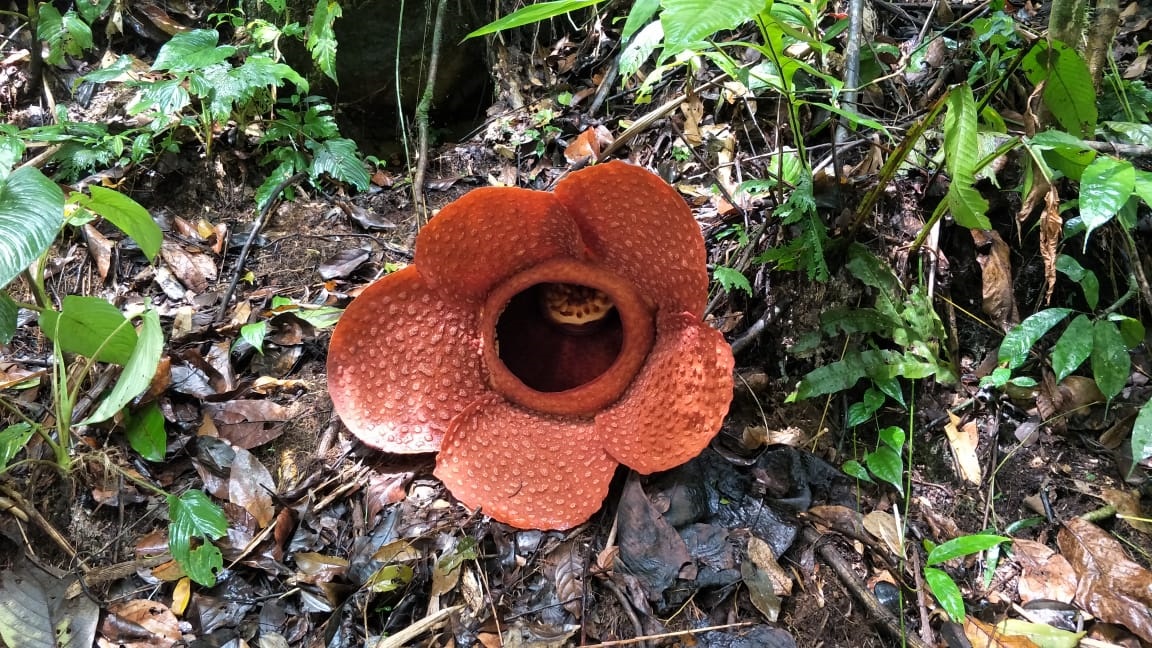 Langka, Bunga Rafflesia Bakal Mekar Lagi di Desa Batu Raja R