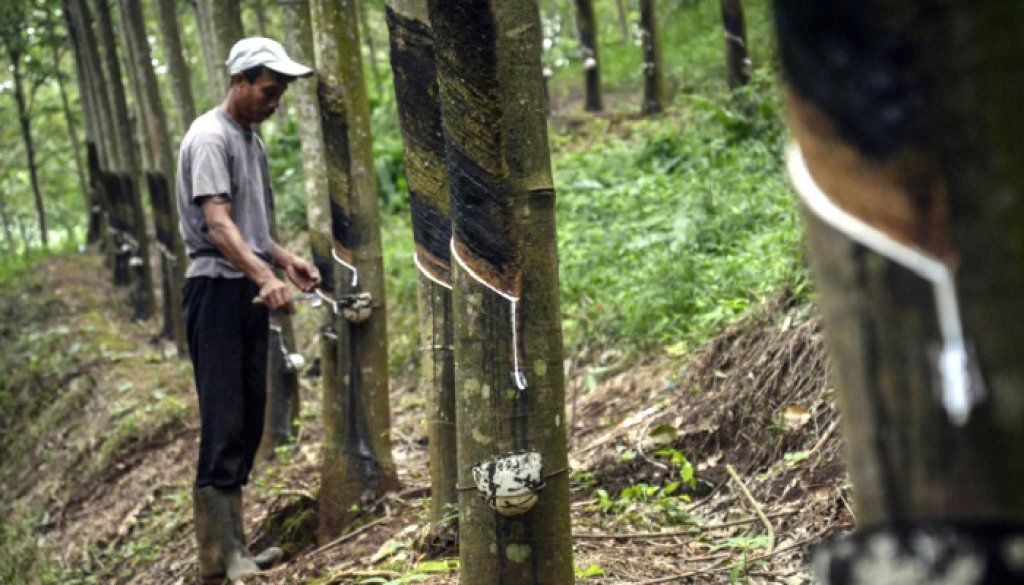 Lagi, Harga Getah Karet Terjun Bebas