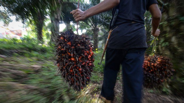 Jelang HUT Mukomuko, Harga Sawit “Loyo”