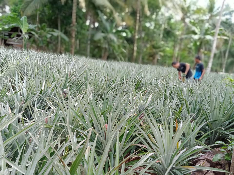 Nanas Tanah Tinggi Bakal Panen Raya