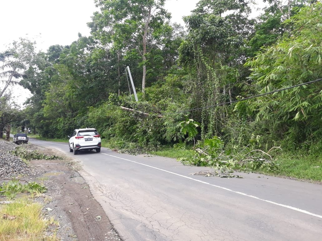 Pohon Roboh Timpa Kabel Listrik