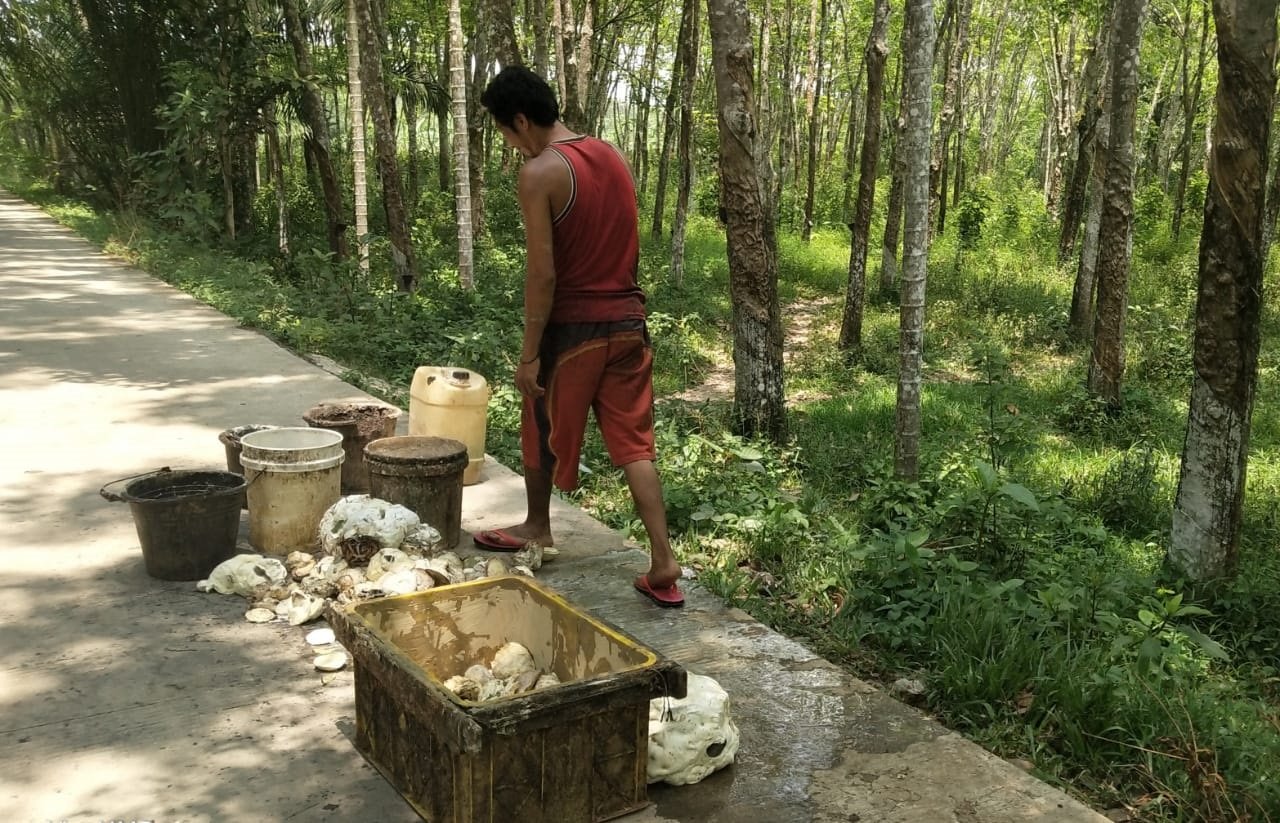 Harga Getah Karet Tak Kunjung Naik