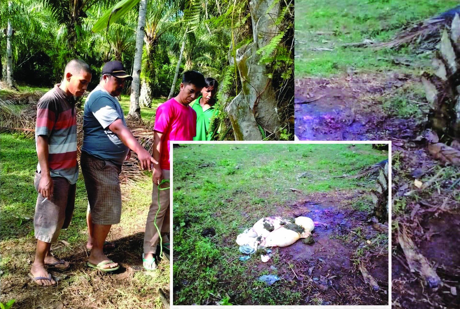 Dua Malam Beraksi, Pencuri Sembelih 3 Sapi Warga