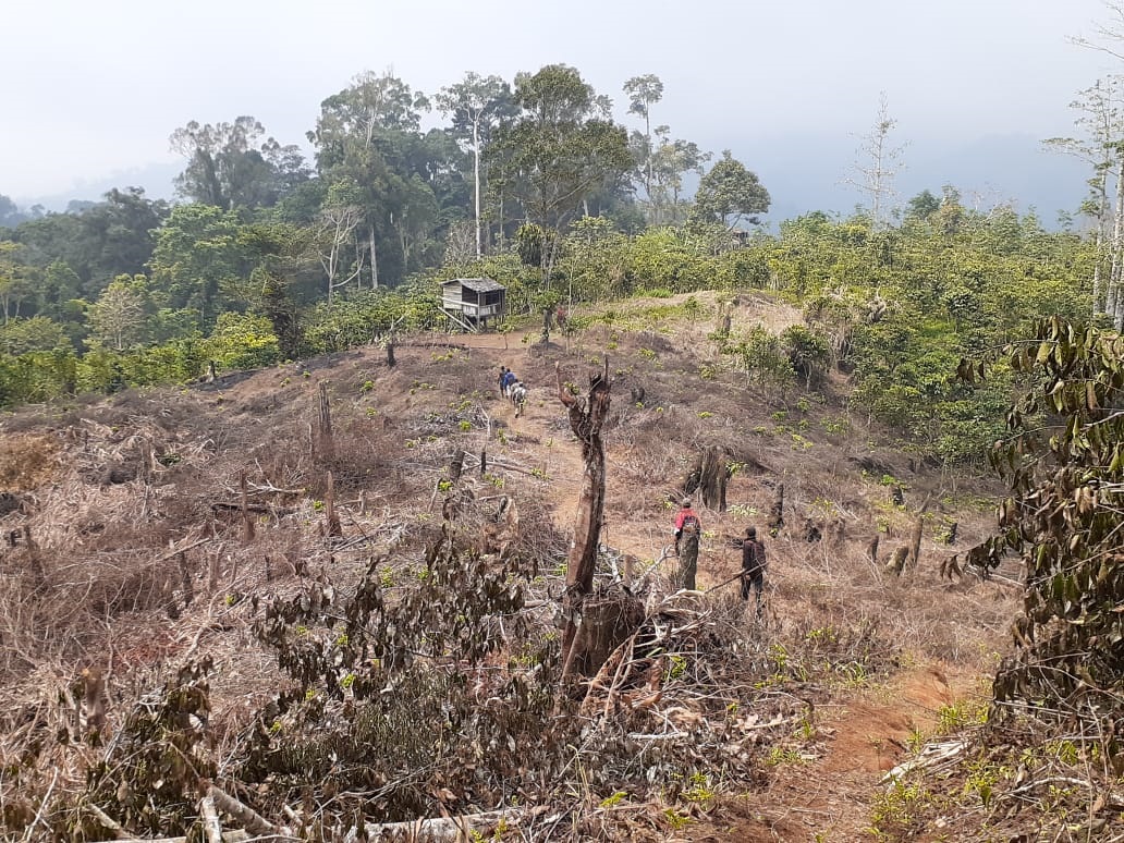 Perambahan Hutan Lindung “Diperbolehkan?”