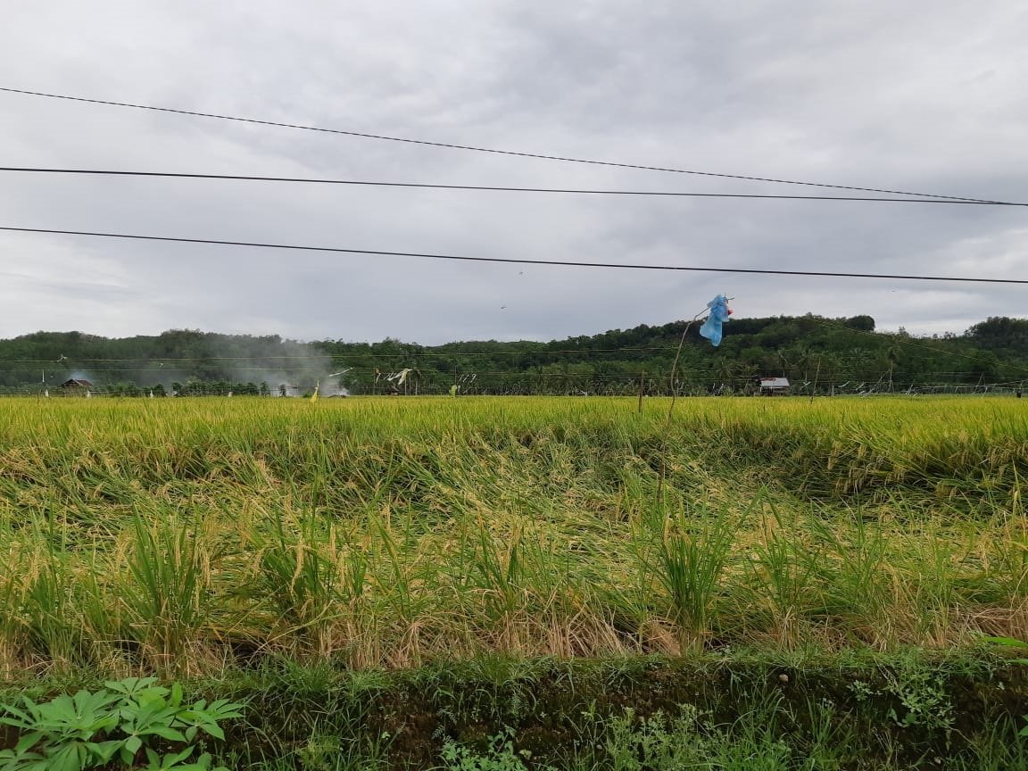 Diterpa Angin, Padi Petani Roboh