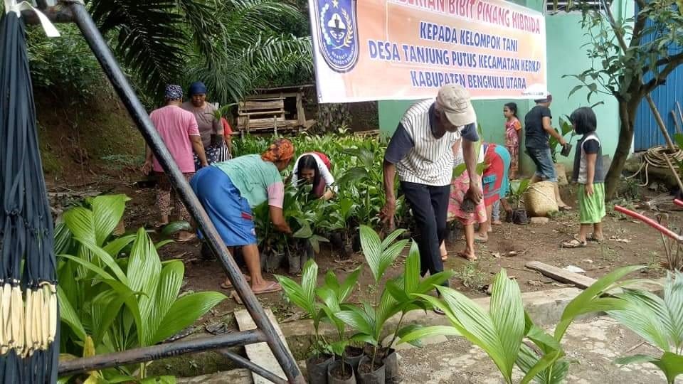 Pemdes Tanjung Putus Bagikan Bibit Pinang Batara