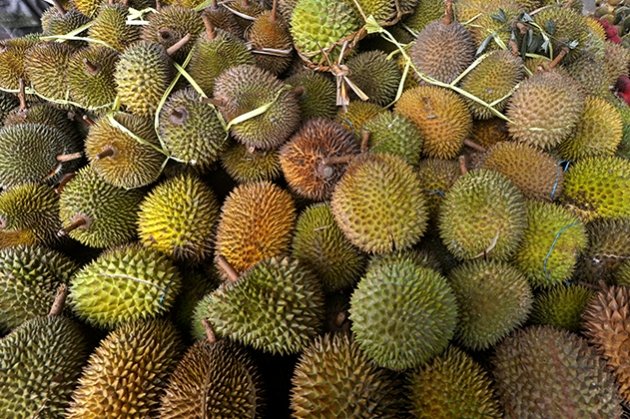 Disparpora Lebong Bakal Gelar Festival Sepuluh Ribu Durian