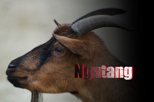 Miris, Kambing Bantuan Pemkab, Hasil Ngutang