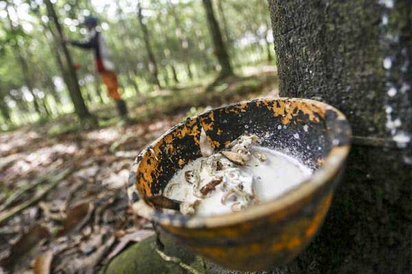 Harga Karet Turun