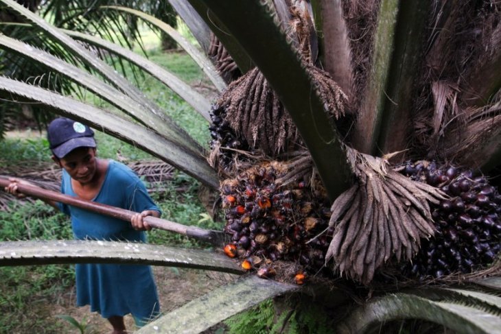 Nyaris Tembus Rp 2.000/Kg, Kini Mulai ‘Loyo’