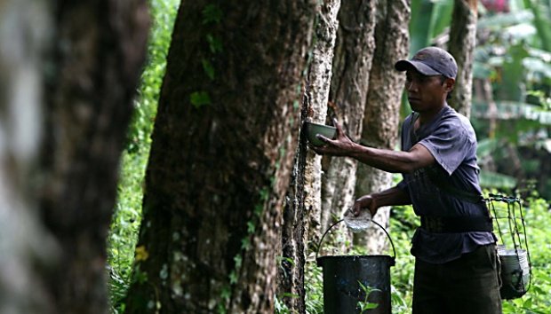 Harga Karet Anjlok, Petani Minta Solusi