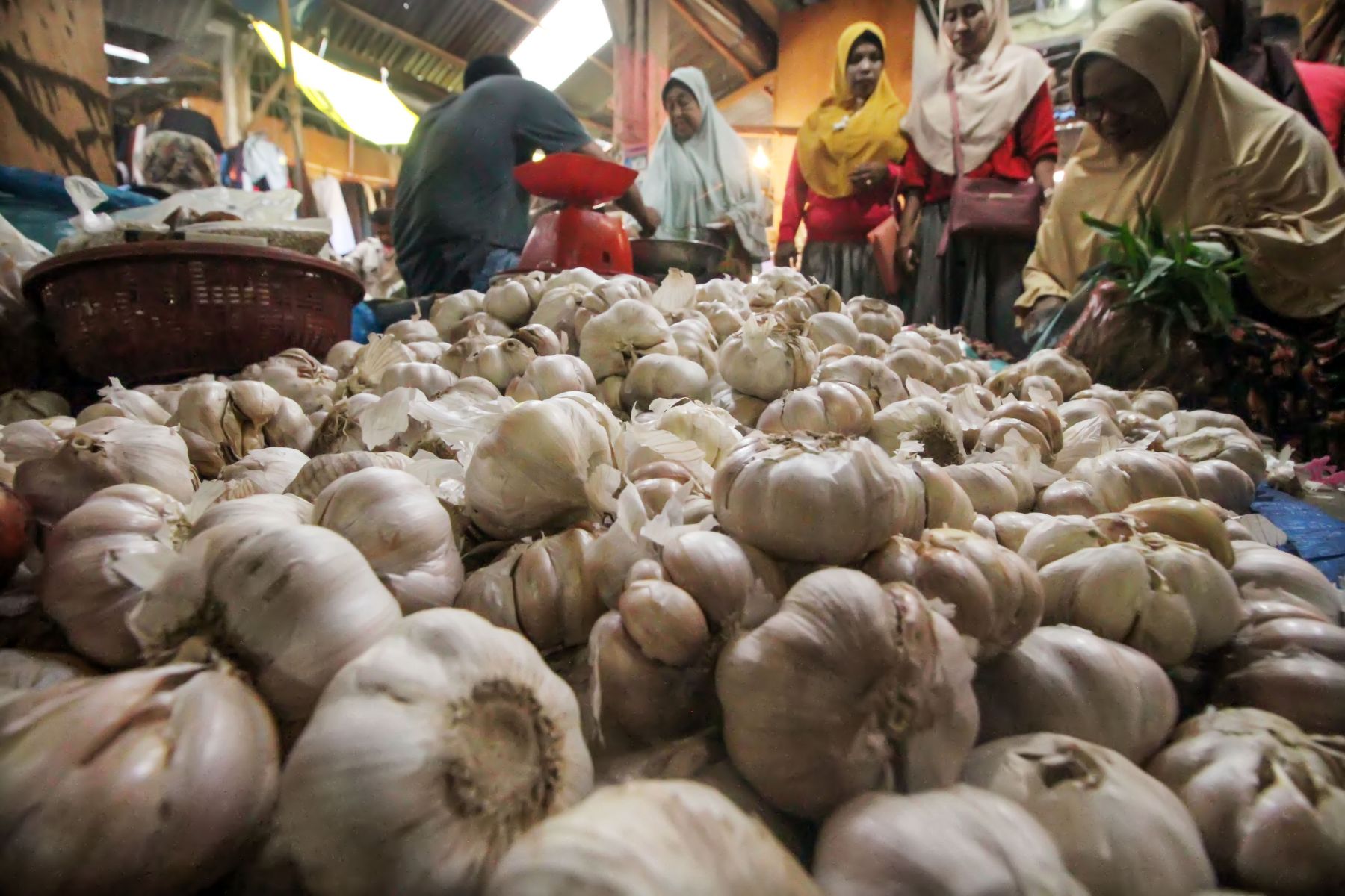 Bawang Putih “Nakal” Lagi