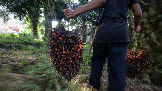 Permintaan CPO Turun, Harga Sawit “Goyang”