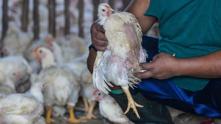 Harga Ayam Potong Naik