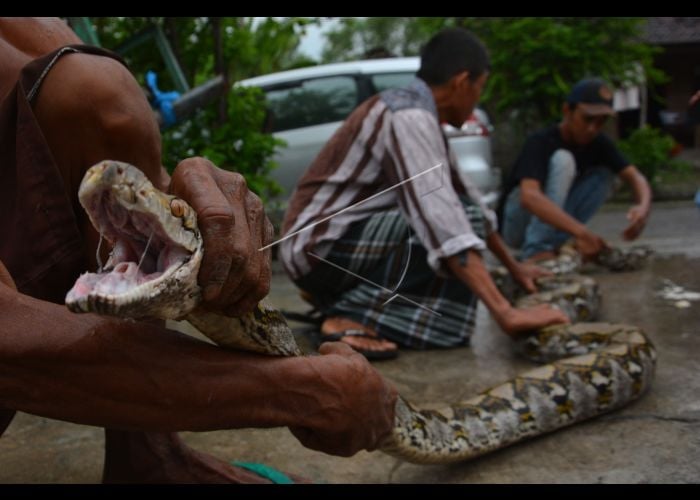 Mangsa Ternak, Warga Tangkap Ular Phyton