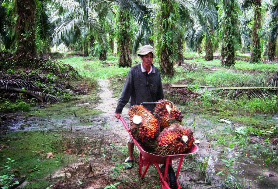 Usai HUT Mukomuko, Harga Sawit Turun