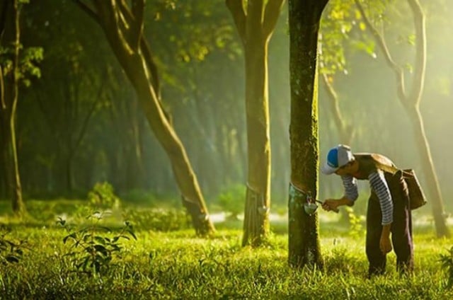 Harga Mulai Naik, Petani Karet Sumringah