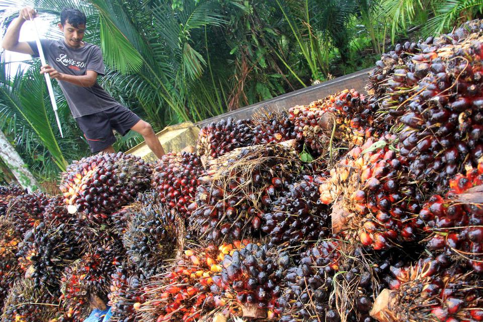 Harga Sawit Trun Rp 40/Kg