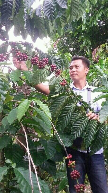 Giliran Petani Kopi Menjerit