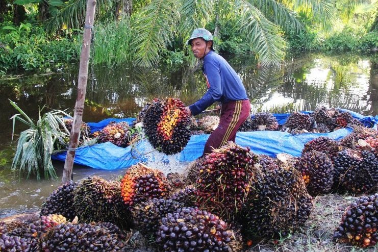 Besok, Pabrik Sawit Mulai Tutup