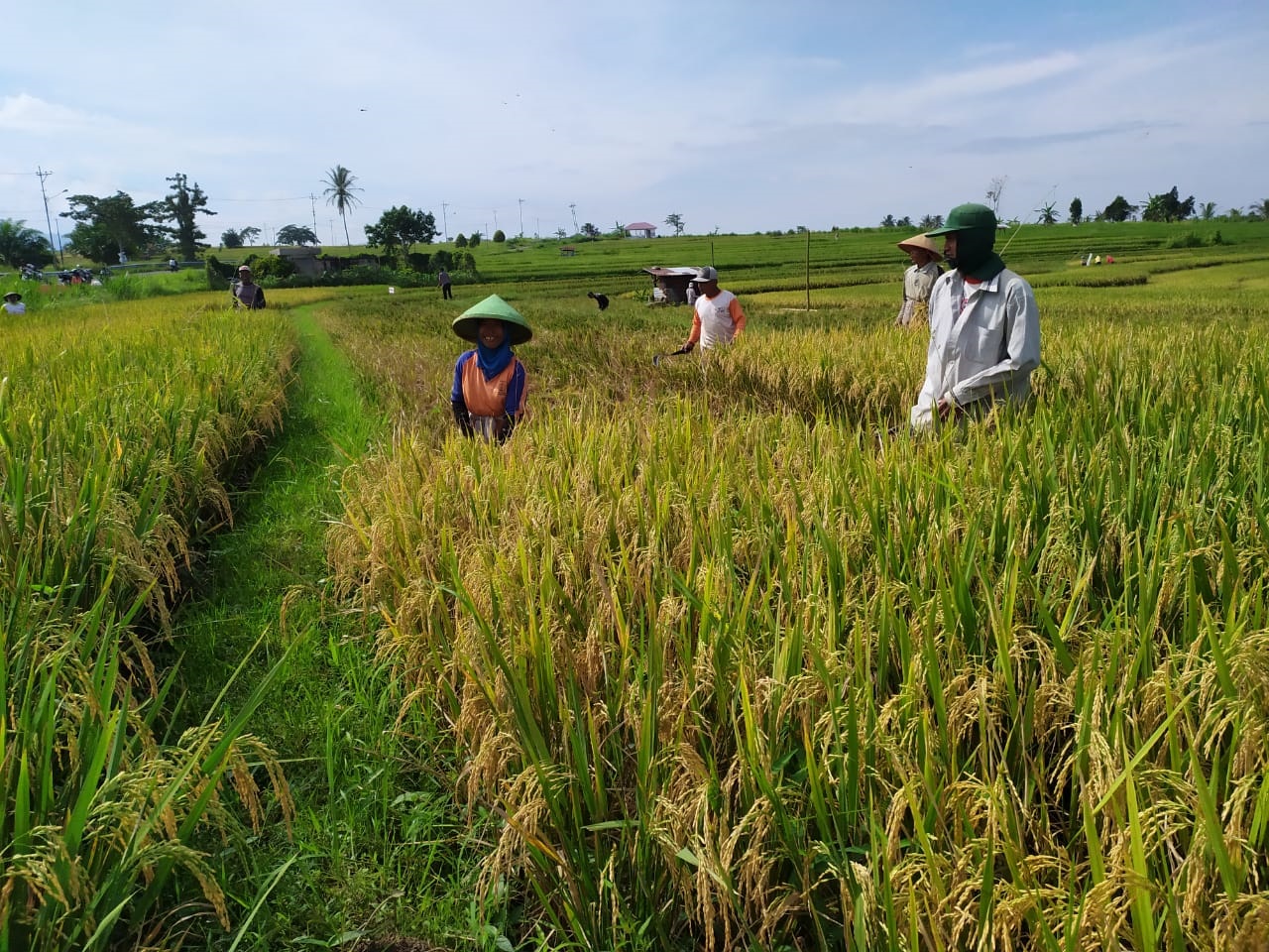 Bulog Sanggup Saingi Tengkulak?