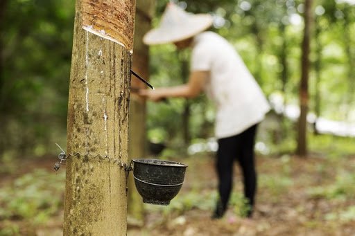 Harga Karet Terjungkal, Tertinggi Rp 5.000 Per Kg