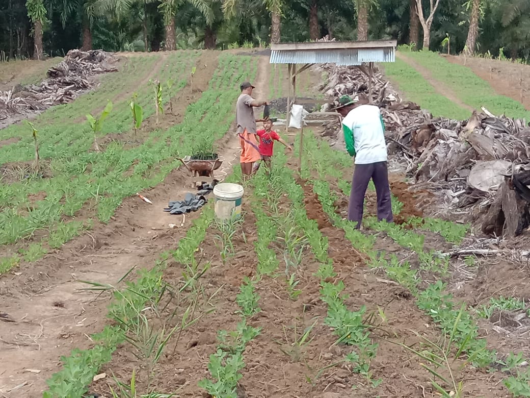 Wujudkan Swesembada Pangan, Kembangkan Holtikultura