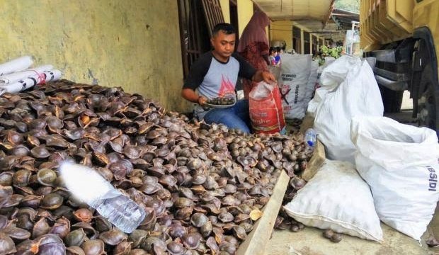 Petani Jengkol Tertimpa Rezeki Corona