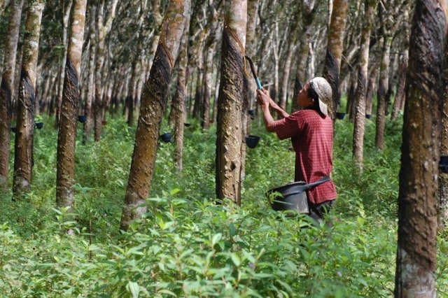 Harga Karet Belum Membaik