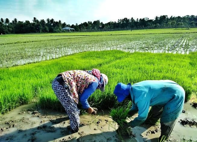 Antusias Petani Menyambut Musim Tanam