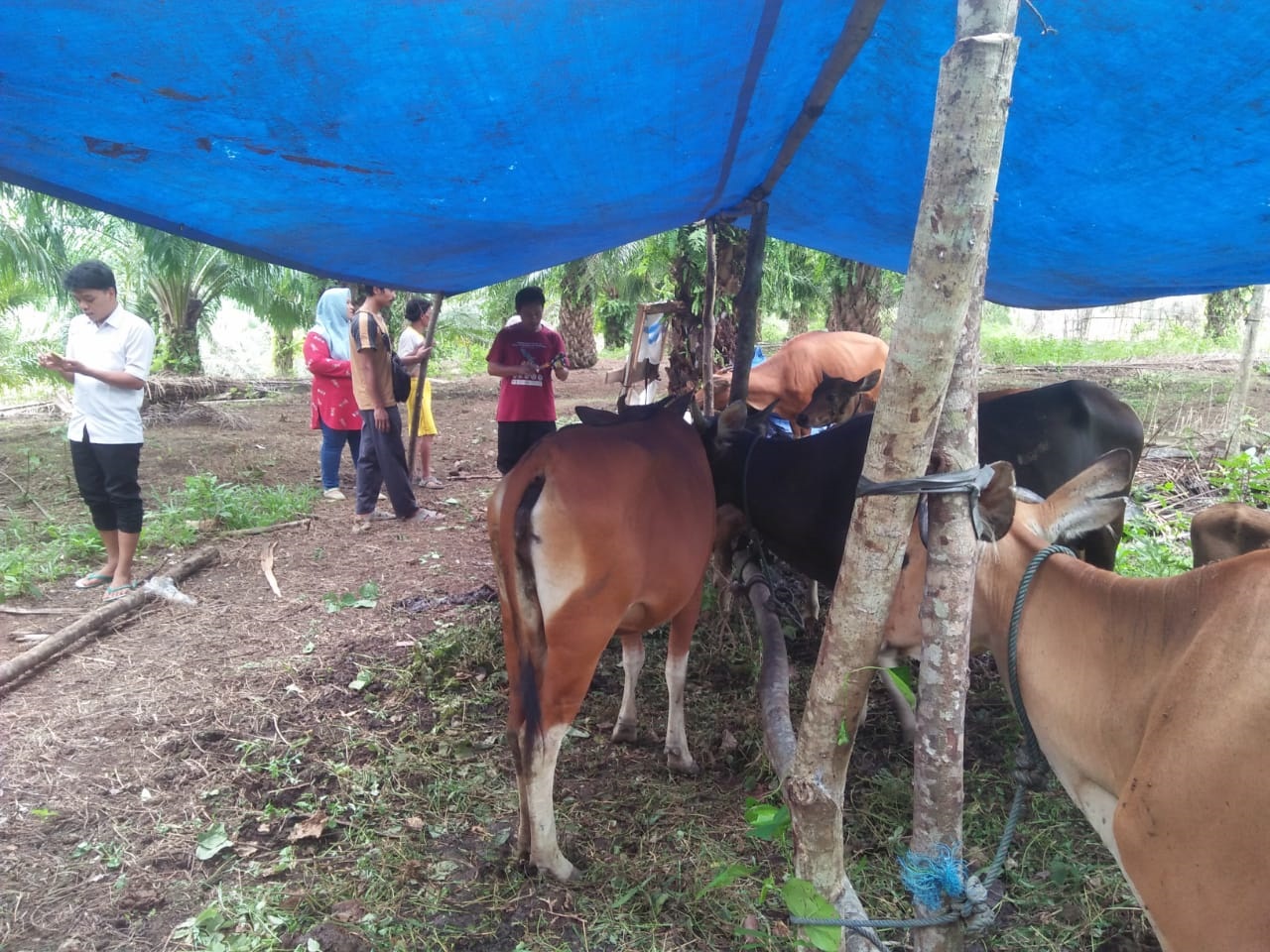 Puluhan Ekor Sapi Mati di Teramang Jaya