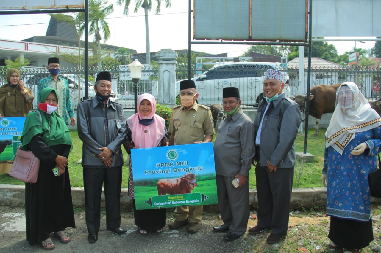 Sapi Kurban Gubernur Diserahkan ke MUI