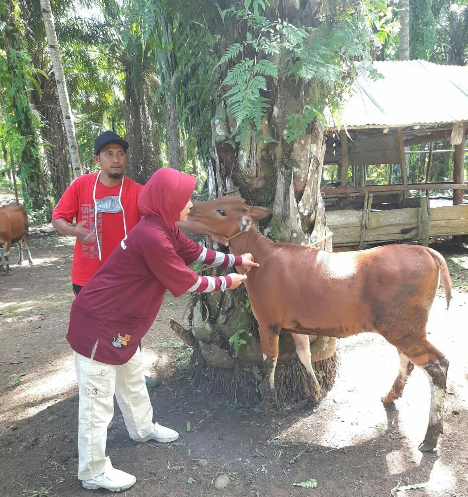 Bidang Peternakan Geber Vaksin Jembrana