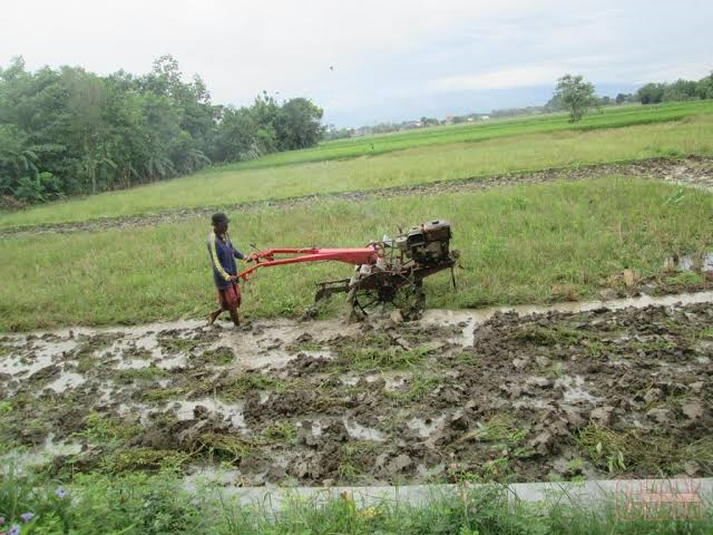 Masyarakat Sudah Mulai Garap Sawah