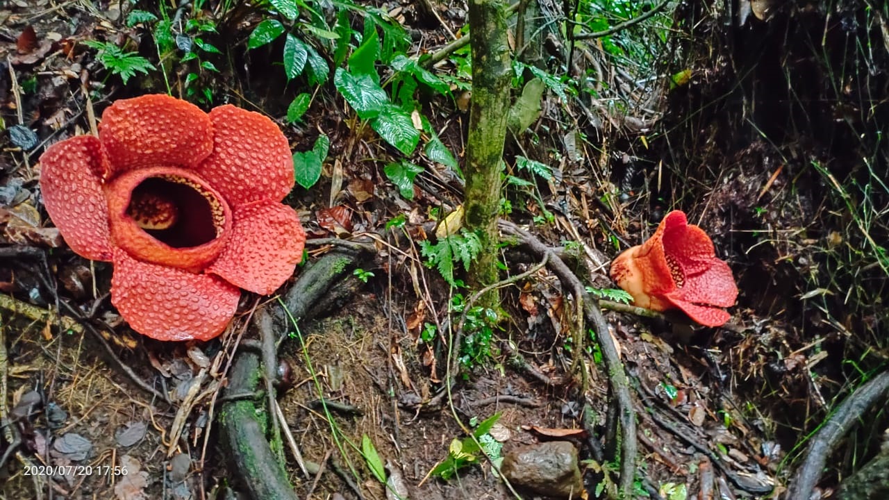 Lagi, Raflesia Mekar Sempurna