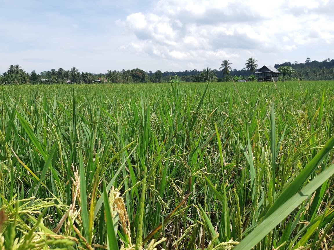 Hama Tikus Serang Persawahan TAP