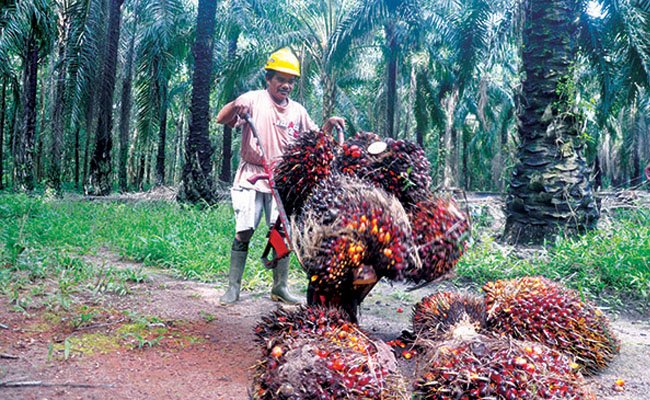 Harga TBS Sawit Turun Lagi