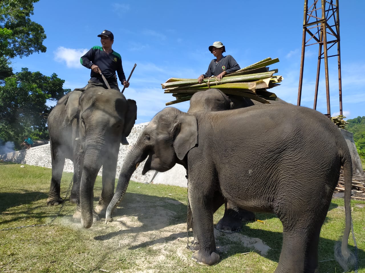 Bentang Seblat Disebut Harapan Terakhir Pelestarian Gajah