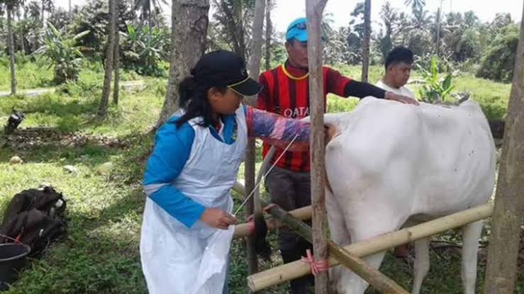 DataPeternakan, 510 Ekor Sapi Bunting