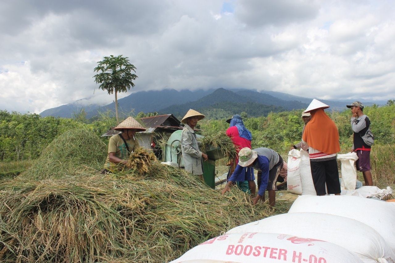 Hasil Panen Petani Menurun