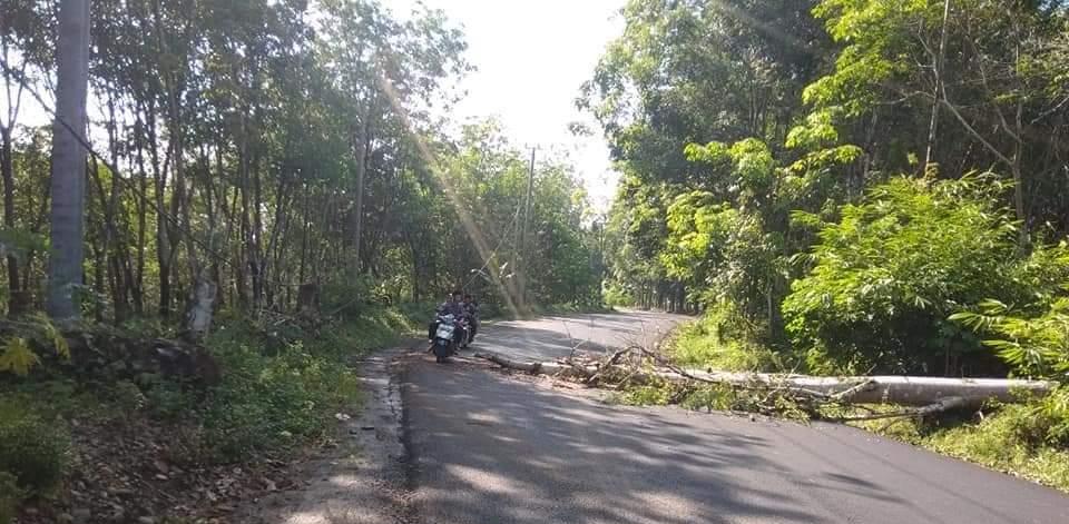 Musim Penghujan, Waspadai Pohon Tumbang