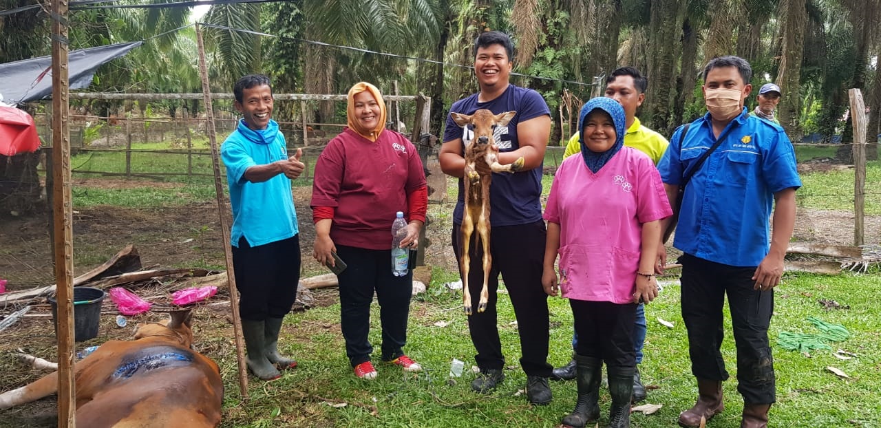 Lima Induk Sapi Berhasil Dicaesar