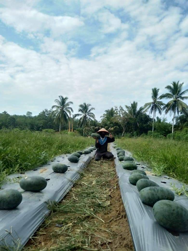 Panen Raya, Harga Semangka “Terpuruk”