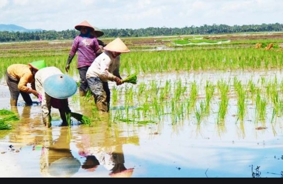 Petani Sulit Dapatkan Pupuk Subsidi