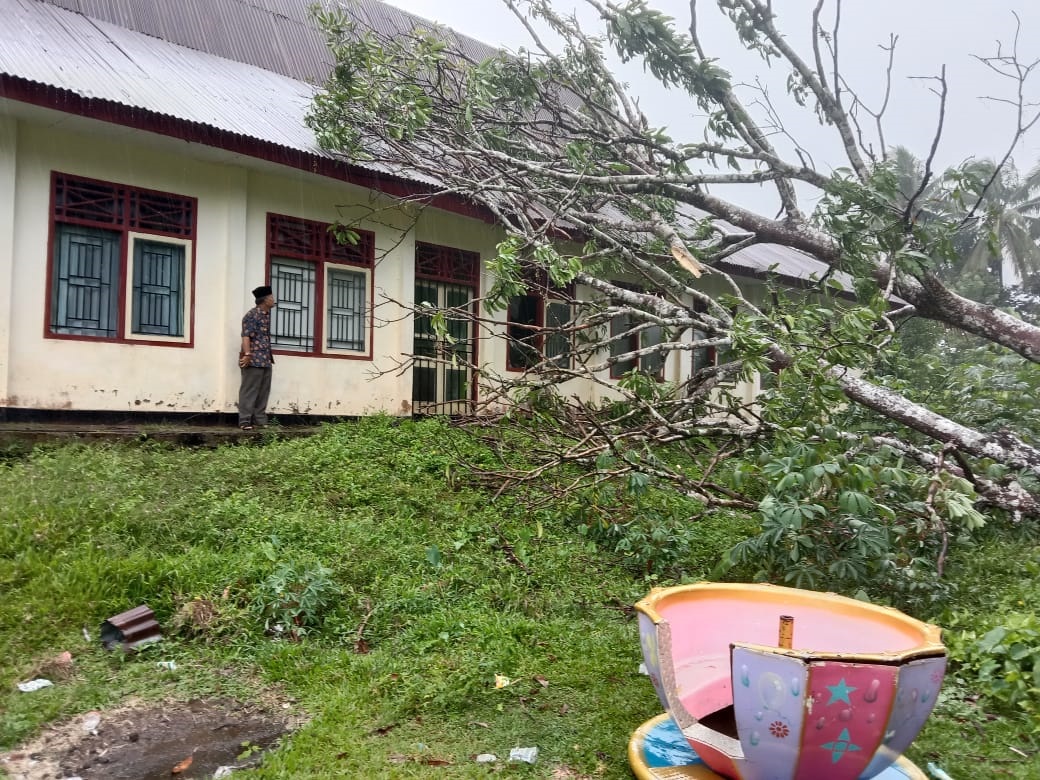 Pohon Mangga “Lantak” Kantor Camat Kerkap