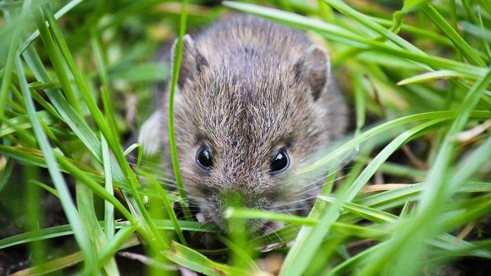 Belasan Hektar Tanaman Padi Diserang Tikus