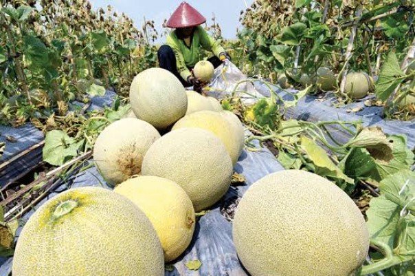 Petani Lirik Tanaman Melon