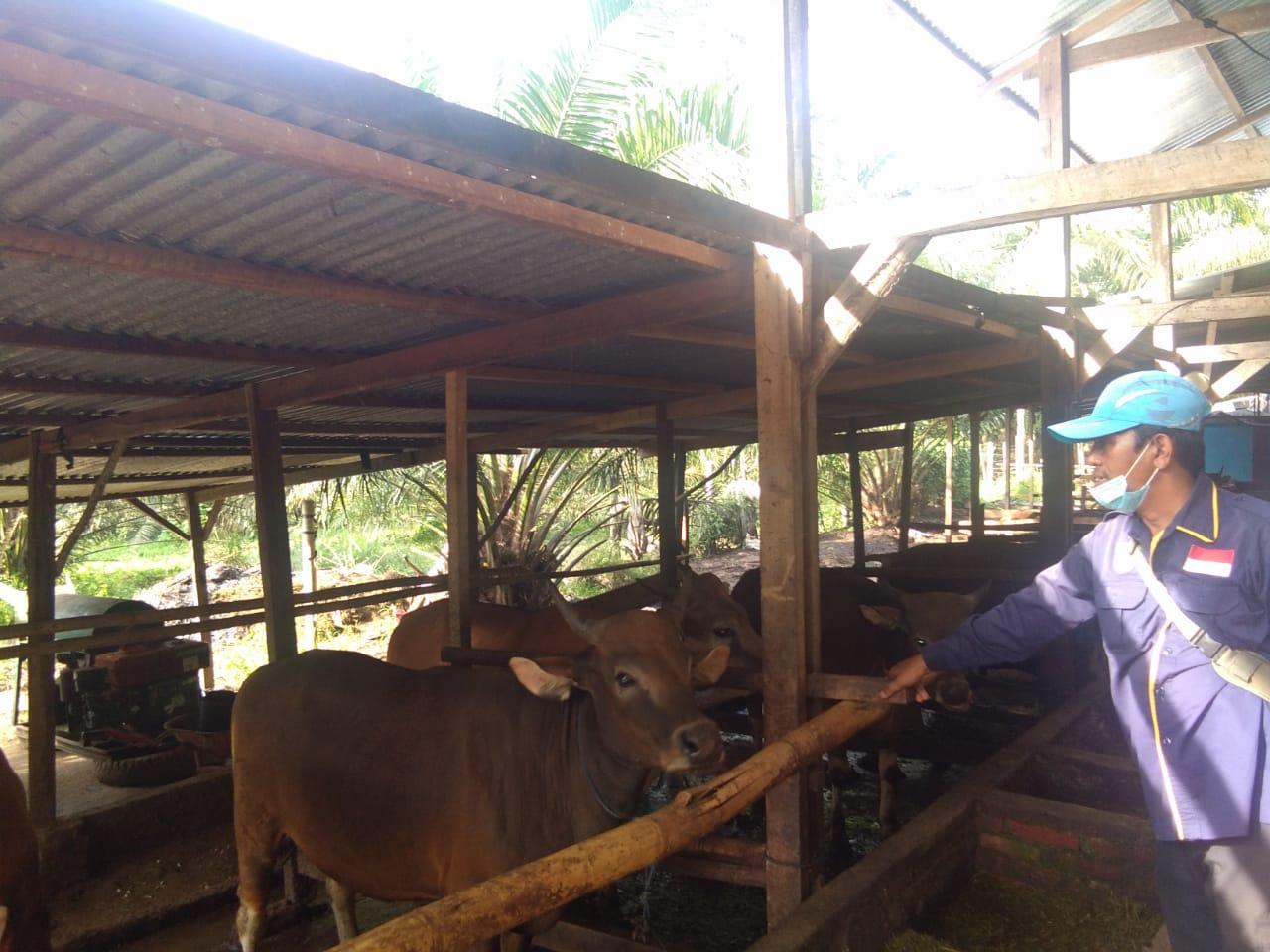 Jembrana, Jangan Membeli Ternak dari Daerah Luar