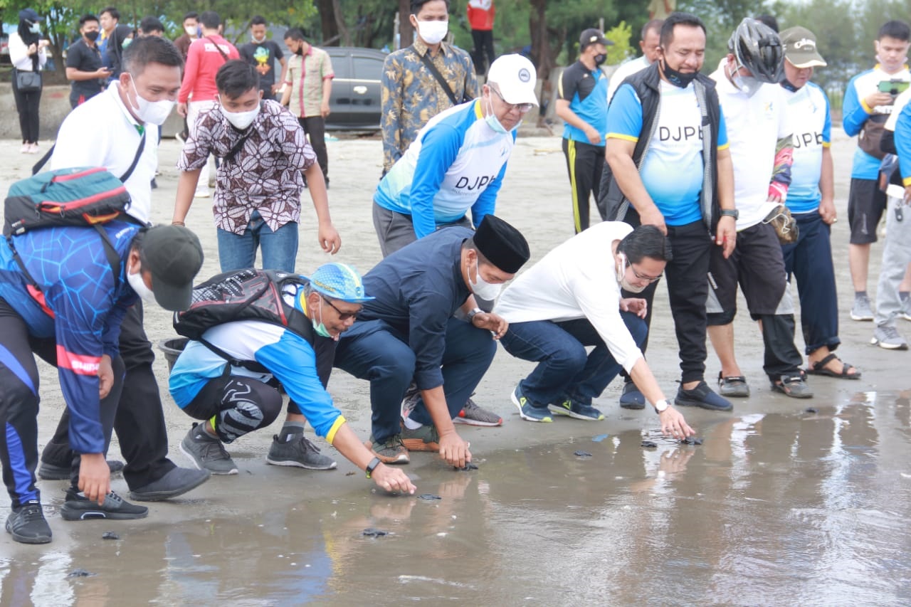 Diambang Kepunahan, Penyu Dinilai Penting Untuk Dilestarikan